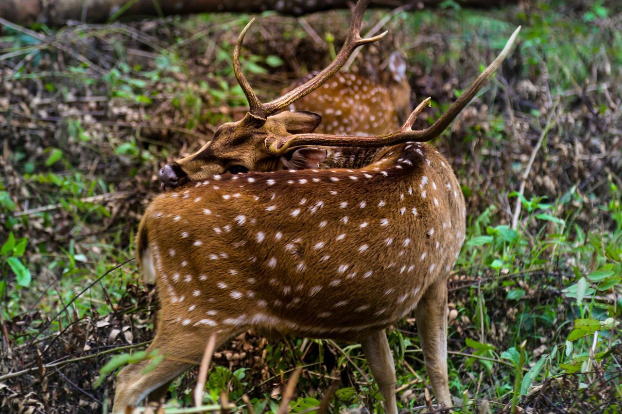Kings Sanctuary Nagarhole & Kabini Hunsur Exterior photo