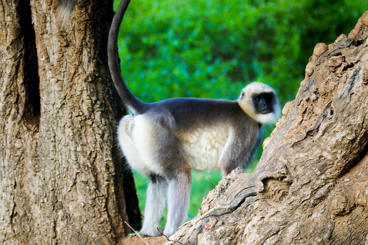 Kings Sanctuary Nagarhole & Kabini Hunsur Exterior photo