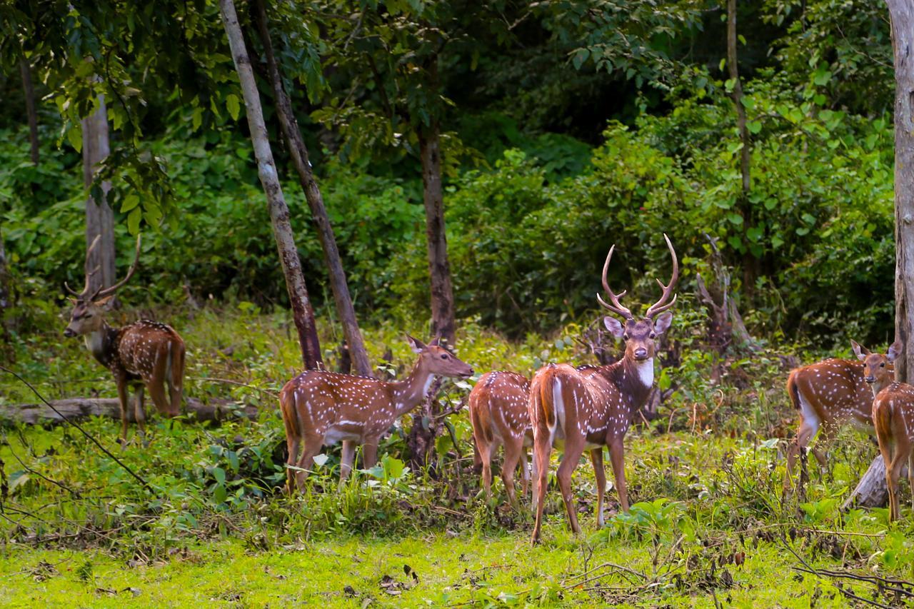 Kings Sanctuary Nagarhole & Kabini Hunsur Exterior photo